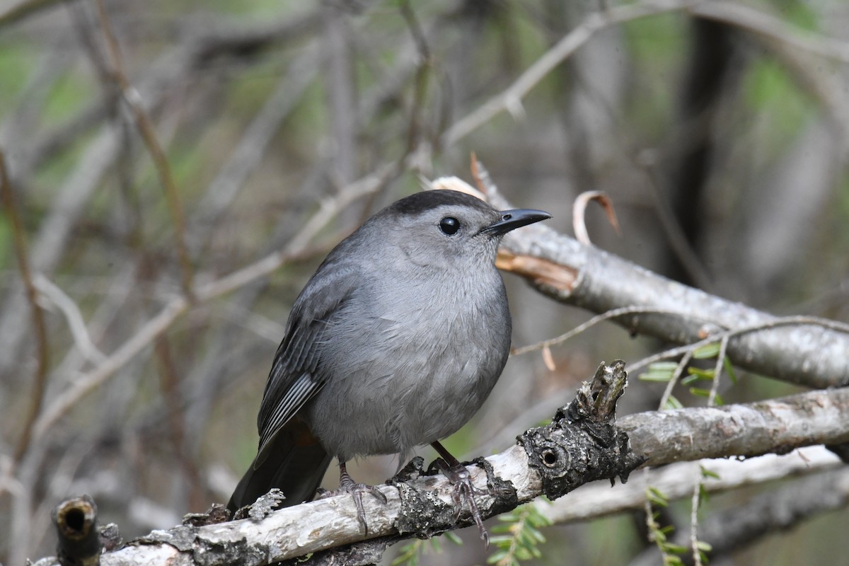 Pájaro Gato Gris - ML618473310