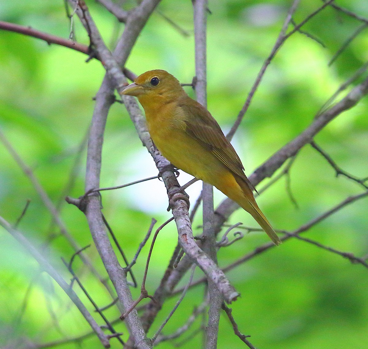 Summer Tanager - Bala Chennupati