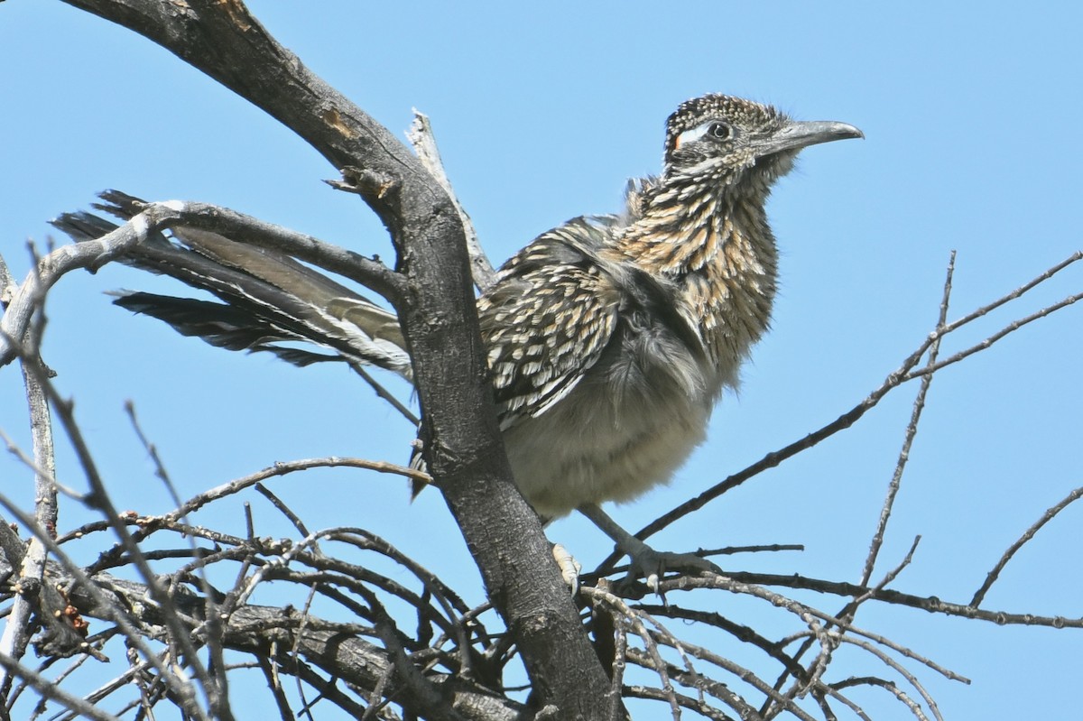 Greater Roadrunner - ML618473321