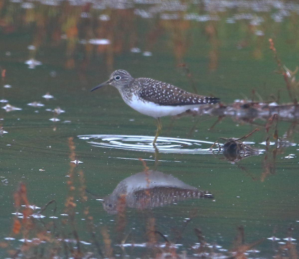 Solitary Sandpiper - Bala Chennupati