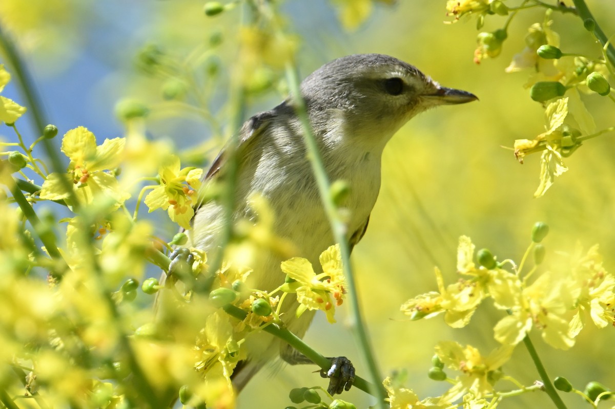 Warbling Vireo - ML618473339