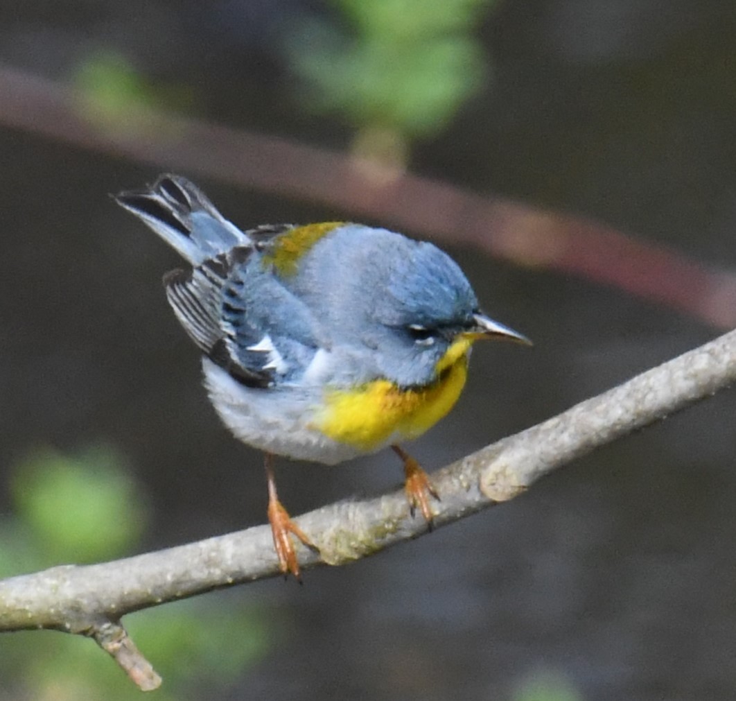 Northern Parula - ML618473340