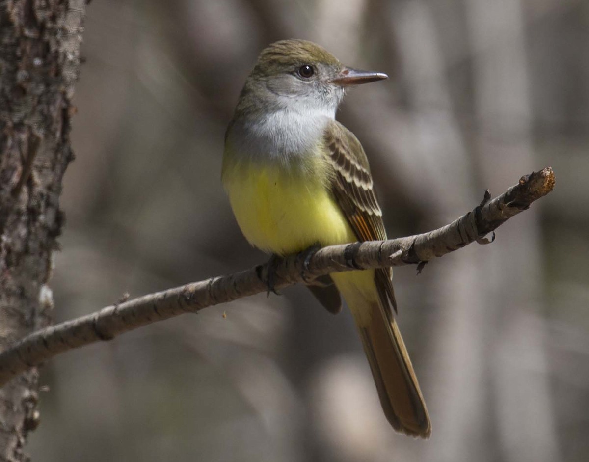 Great Crested Flycatcher - Tom Devecseri