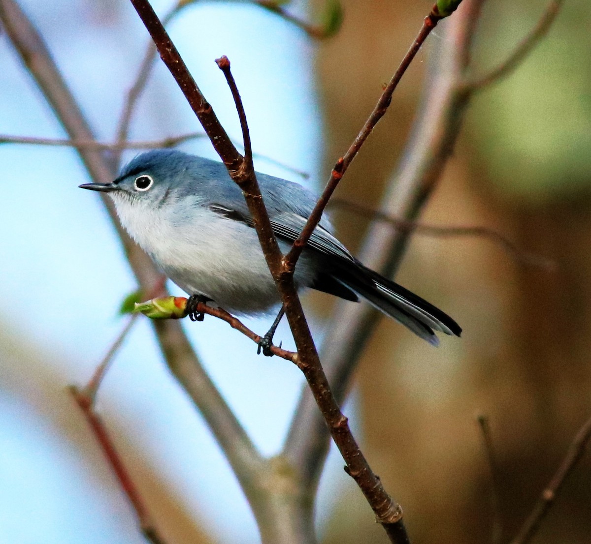 Blue-gray Gnatcatcher - ML618473363