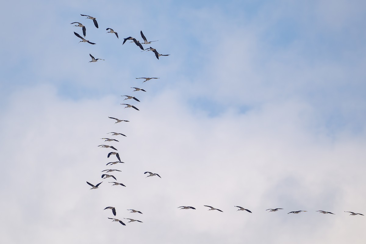 Straw-necked Ibis - Gary Dickson