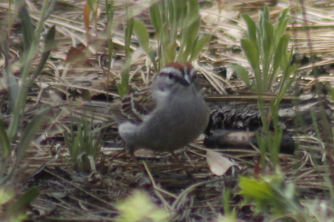 Chipping Sparrow - Jennifer Werrell