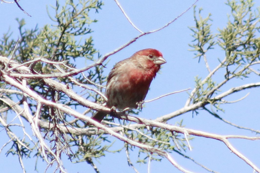 House Finch - ML618473438