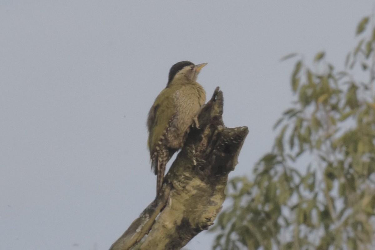 Streak-throated Woodpecker - ML618473444