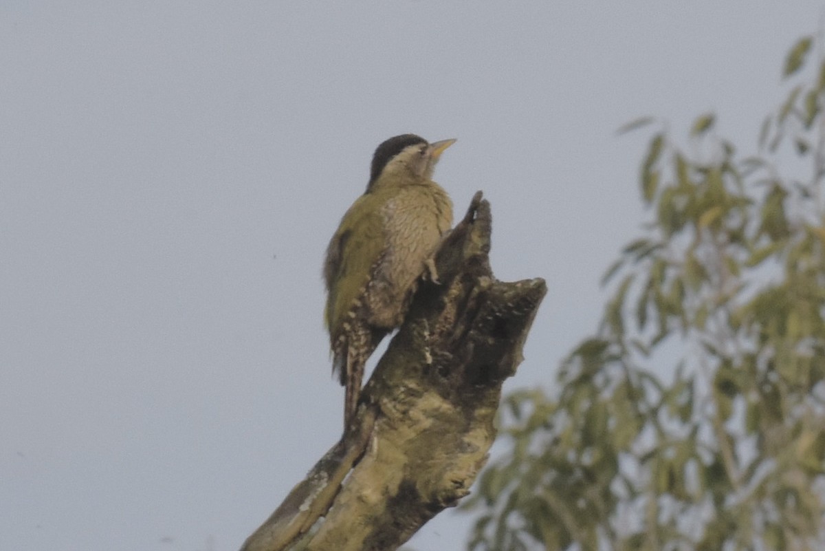 Streak-throated Woodpecker - Chuck Jensen