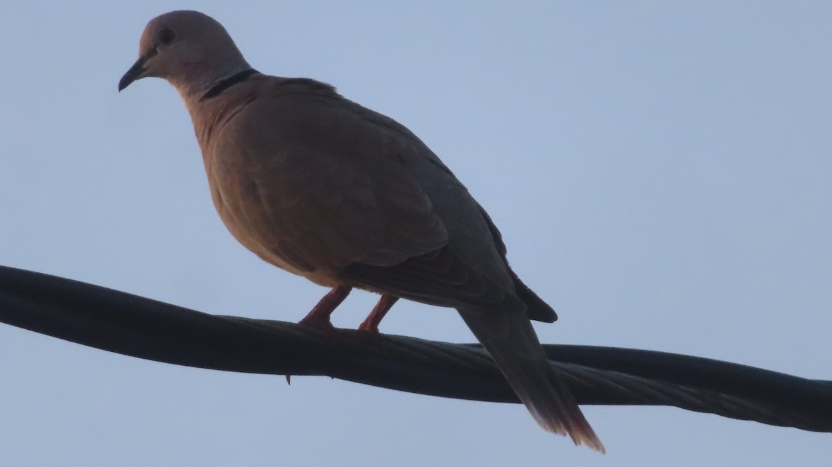 Eurasian Collared-Dove - Gregory Allen