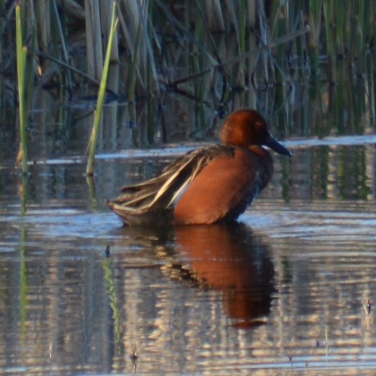 Cinnamon Teal - Liz Almlie