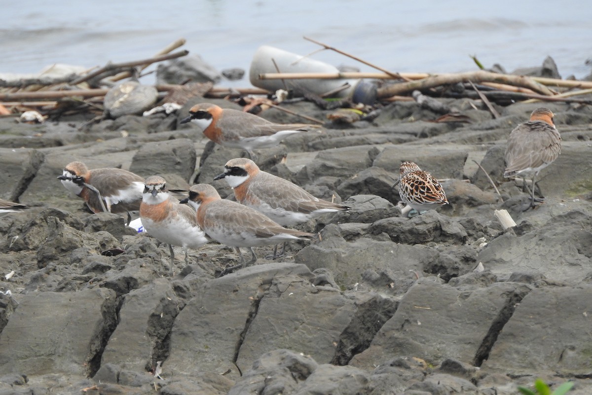 Siberian Sand-Plover - Arlango Lee