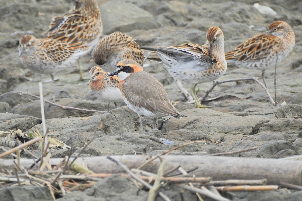 Siberian Sand-Plover - Arlango Lee