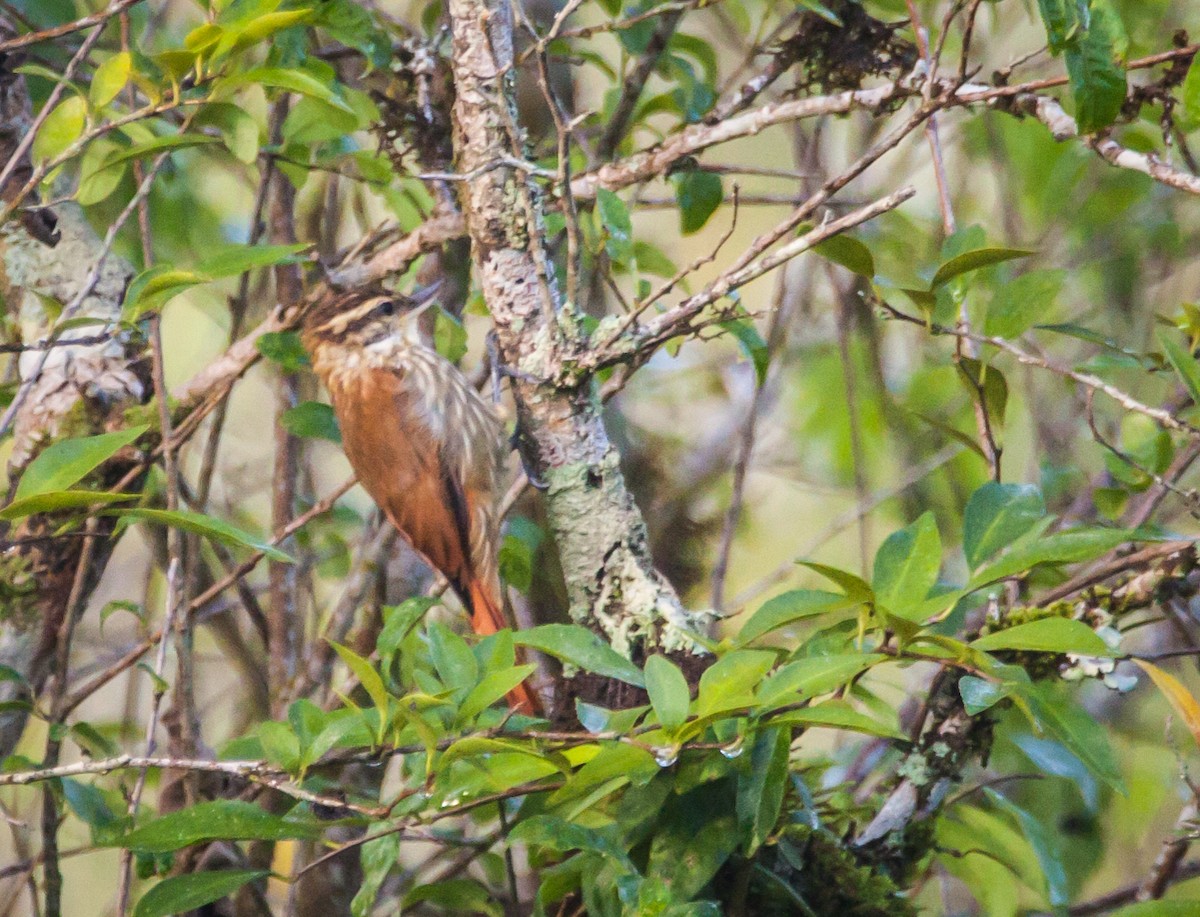 Streaked Xenops - ML618473519