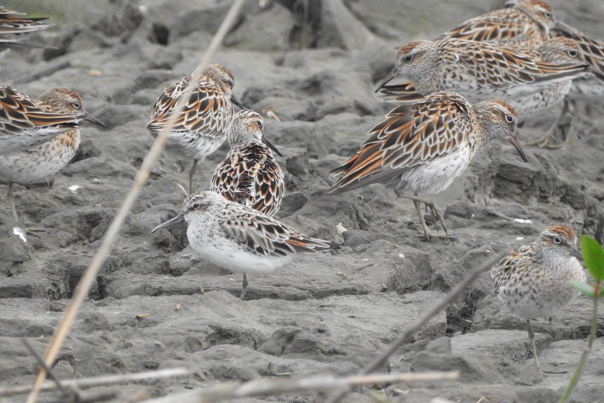 Broad-billed Sandpiper - Arlango Lee