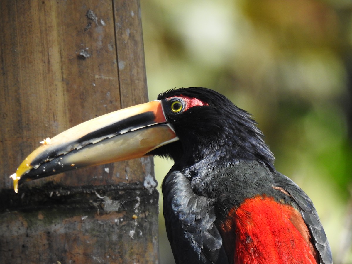 Collared Aracari (Pale-mandibled) - ML618473581