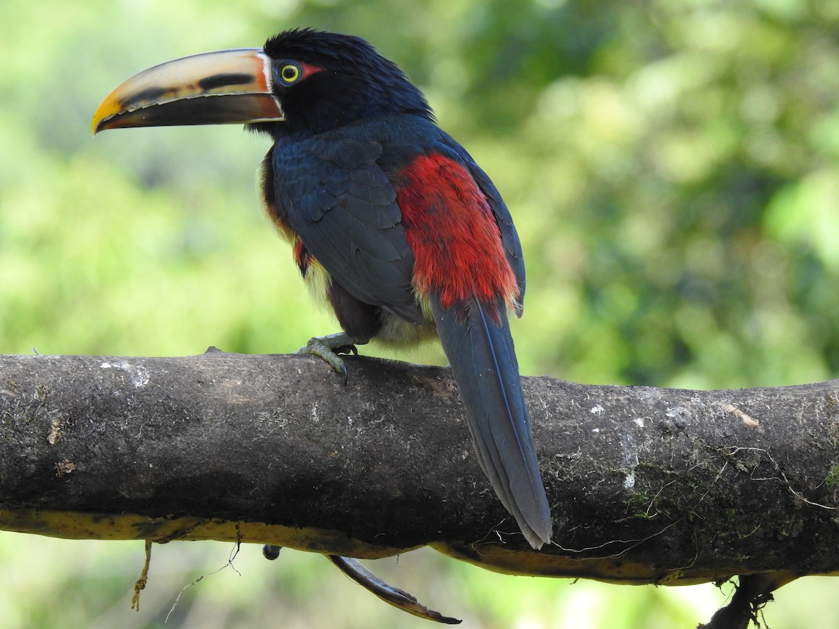 Collared Aracari (Pale-mandibled) - Justin Harris