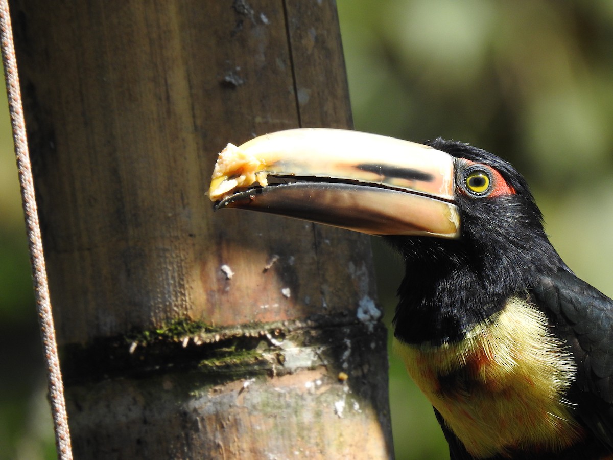 Collared Aracari (Pale-mandibled) - ML618473583