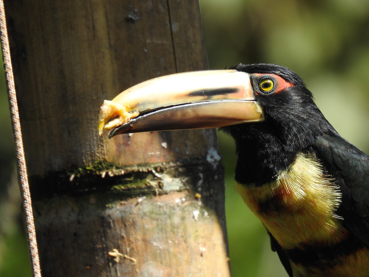 Collared Aracari (Pale-mandibled) - ML618473585