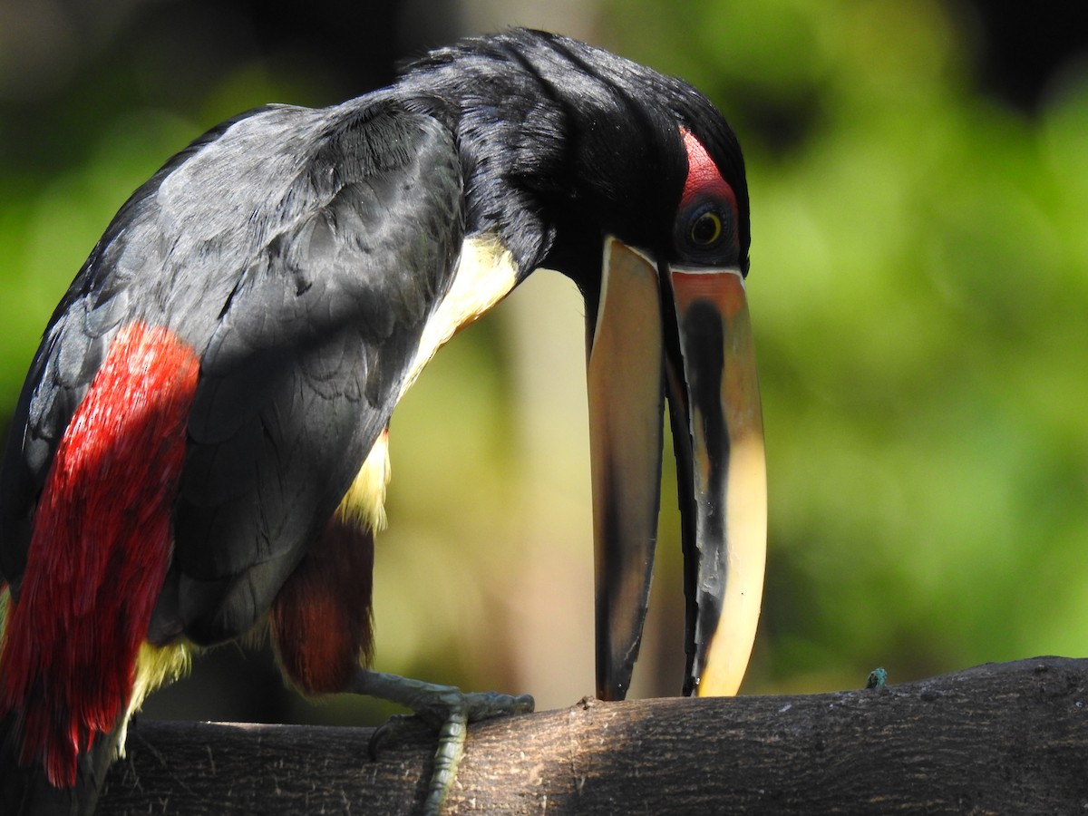 Collared Aracari (Pale-mandibled) - ML618473586