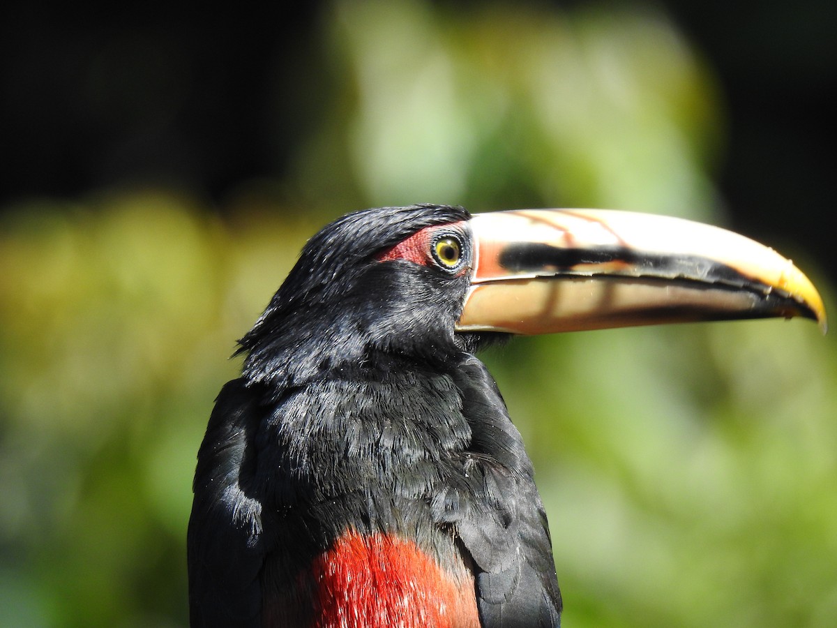 Collared Aracari (Pale-mandibled) - ML618473588