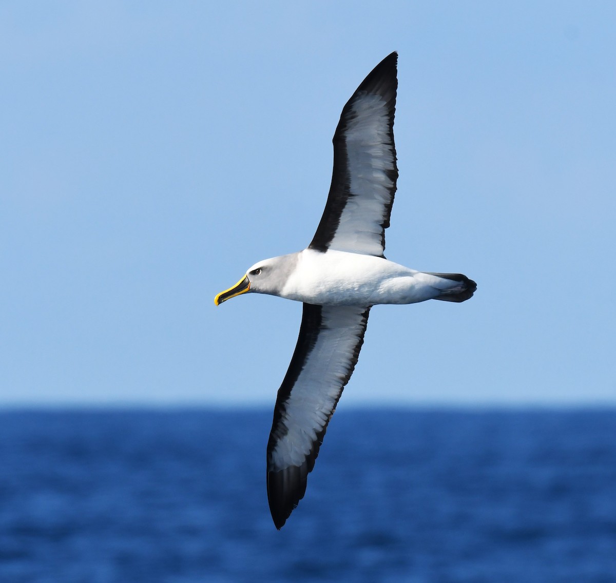 Buller's Albatross - Robert Anderson