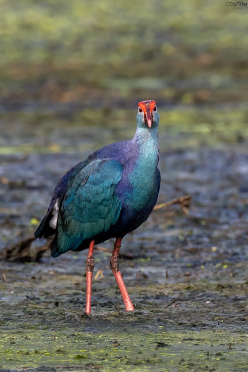 Gray-headed Swamphen - ML618473602