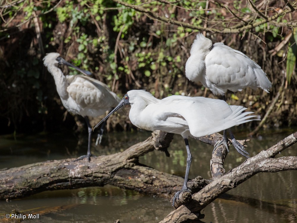 Royal Spoonbill - ML618473617