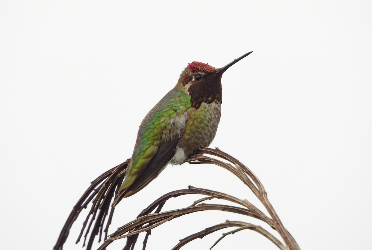 Anna's Hummingbird - Paul Lewis