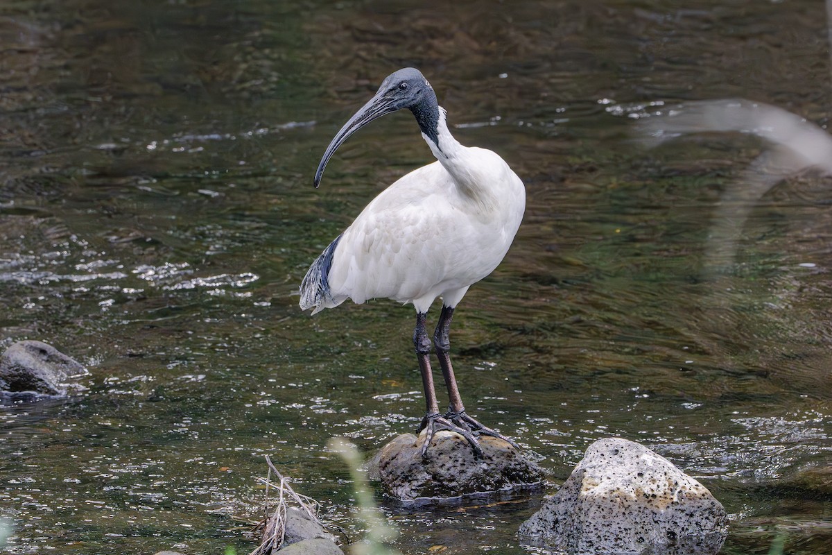 ibis australský - ML618473637