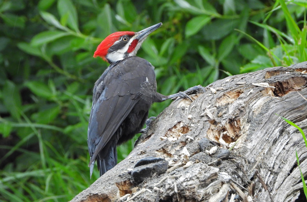 Pileated Woodpecker - Paul Lewis