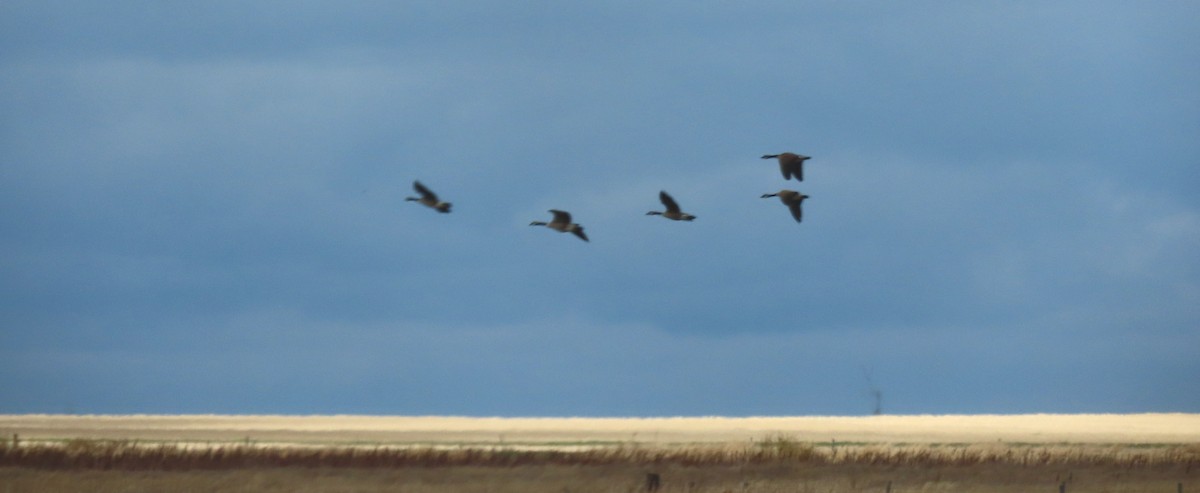 Canada Goose - Laurie Koepke