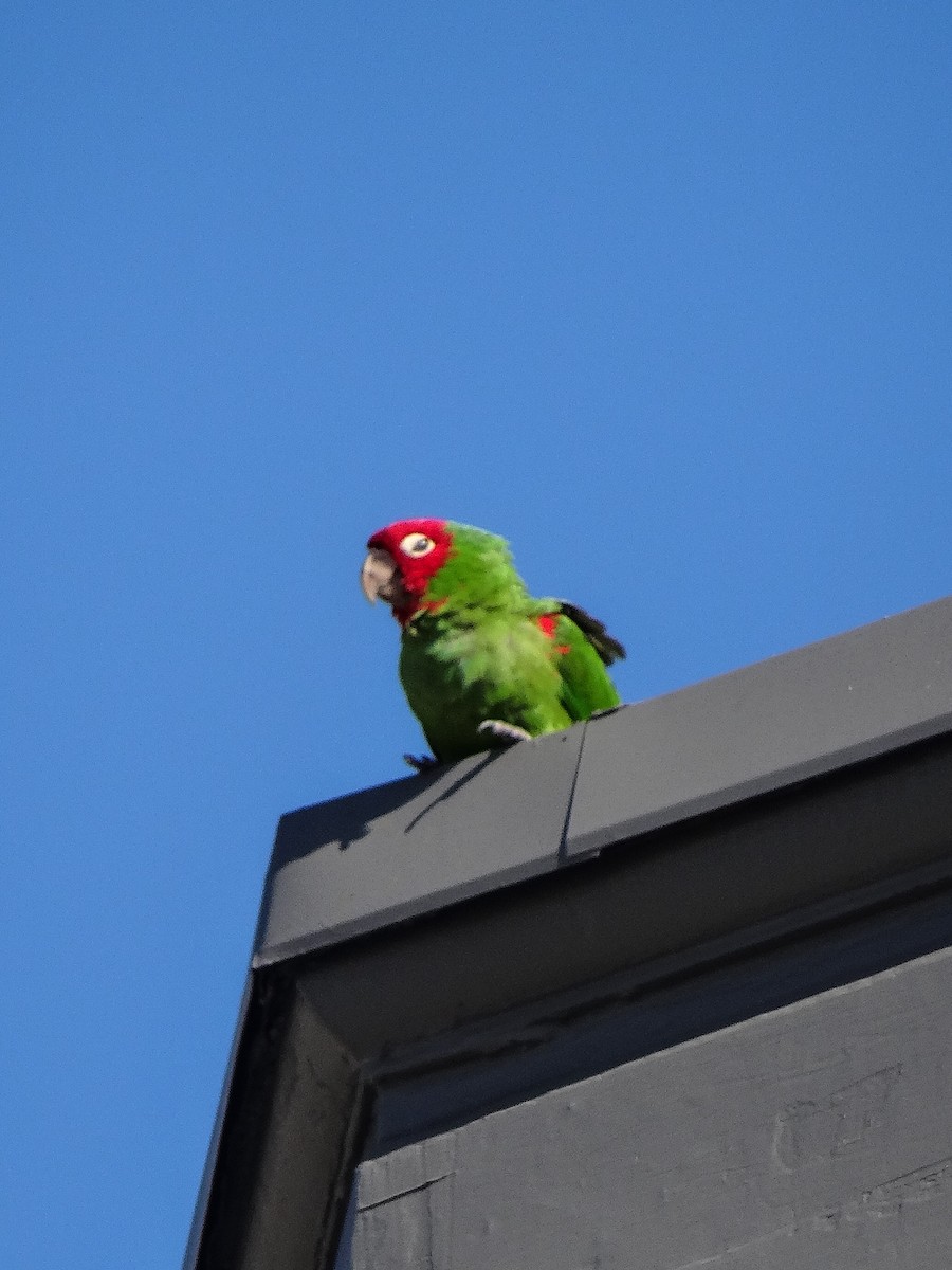 Red-masked Parakeet - Padrick Anderson