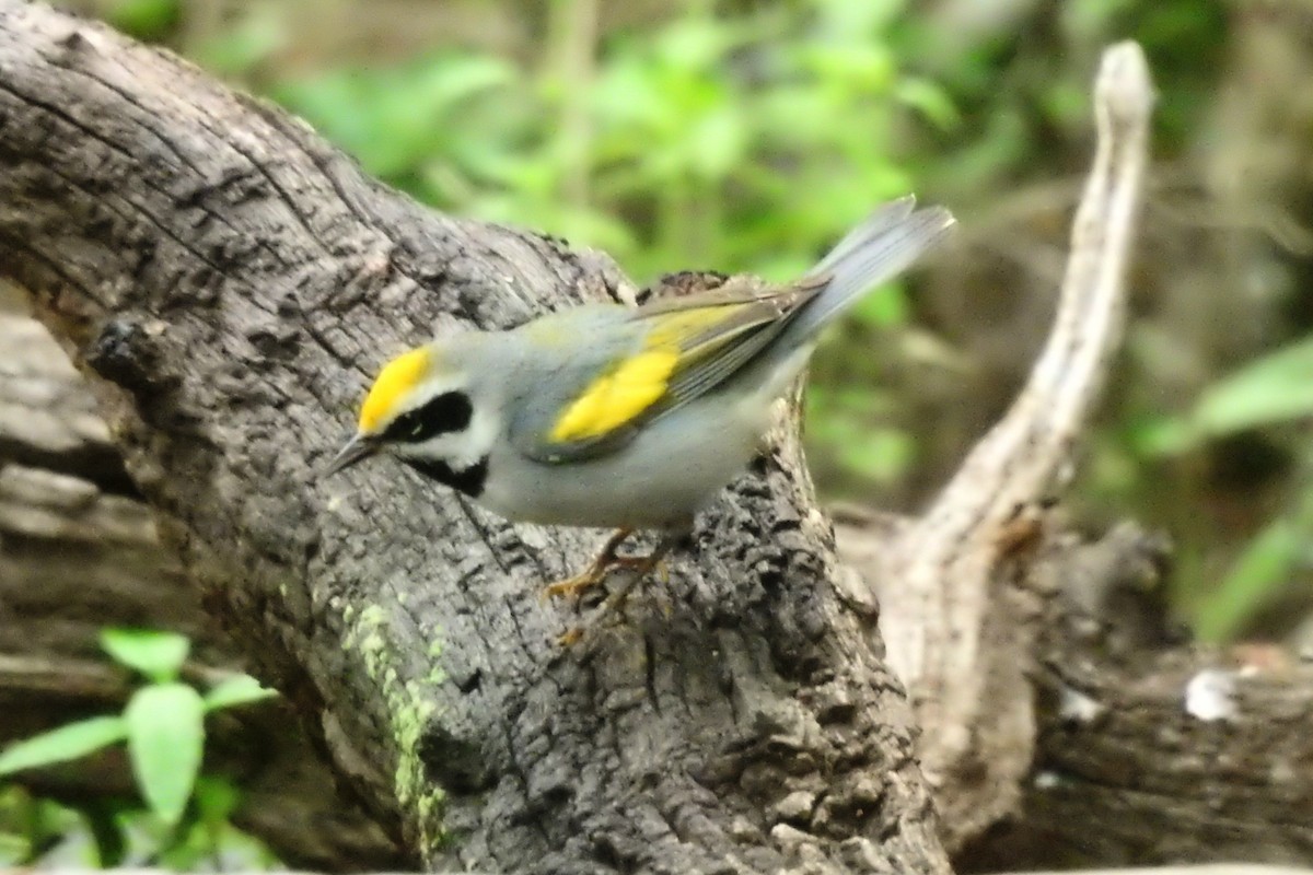 Golden-winged Warbler - ML618473678