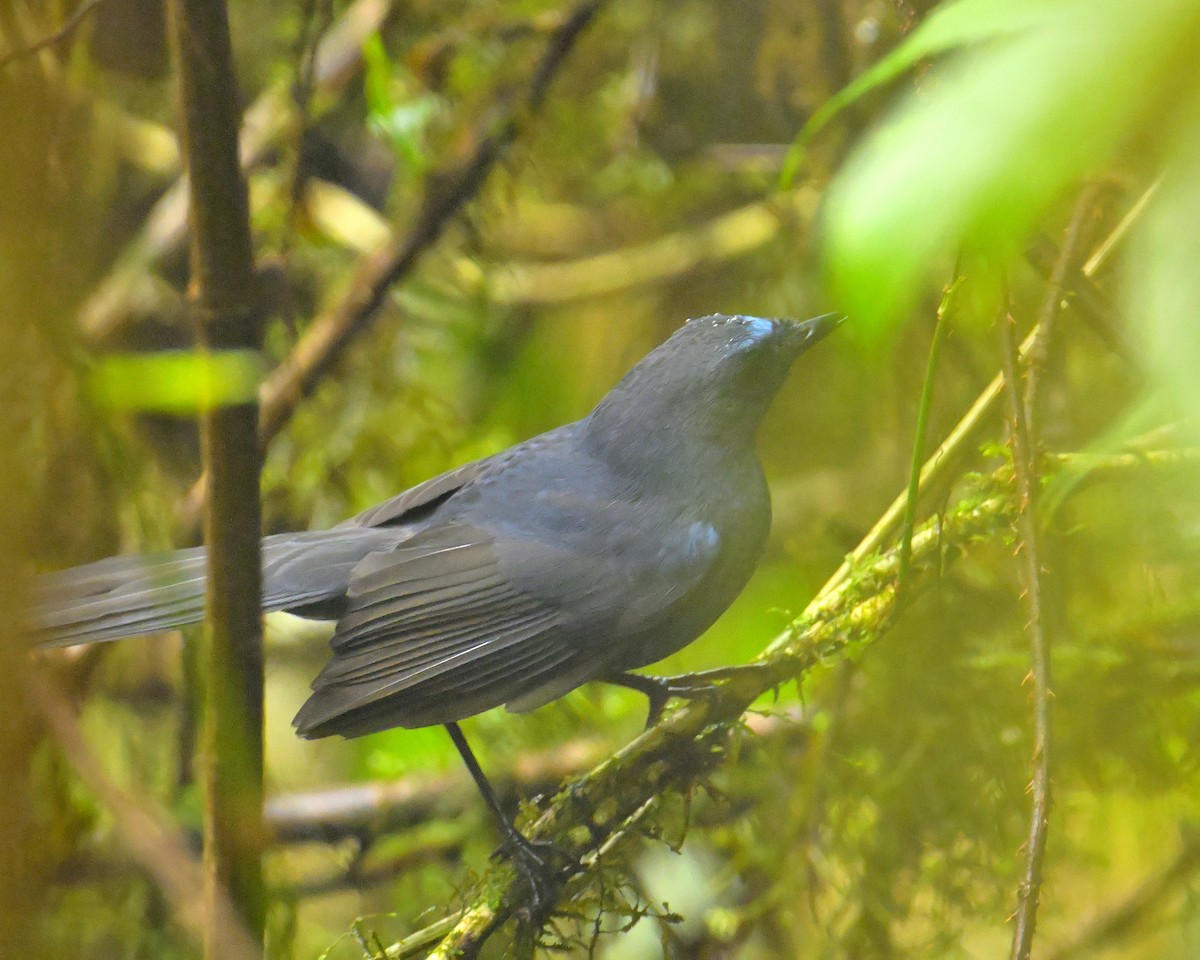 Blue-fronted Robin - ML618473684