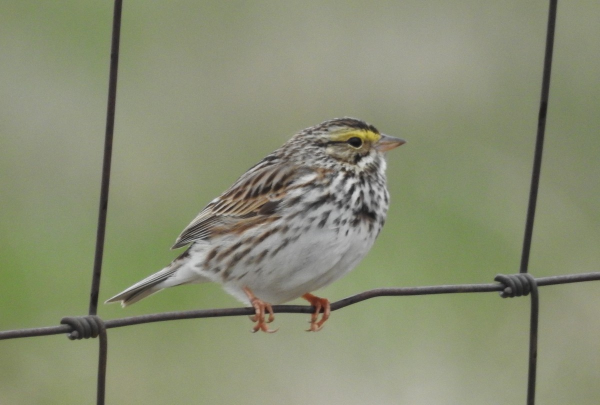 Savannah Sparrow - Andy McGivern