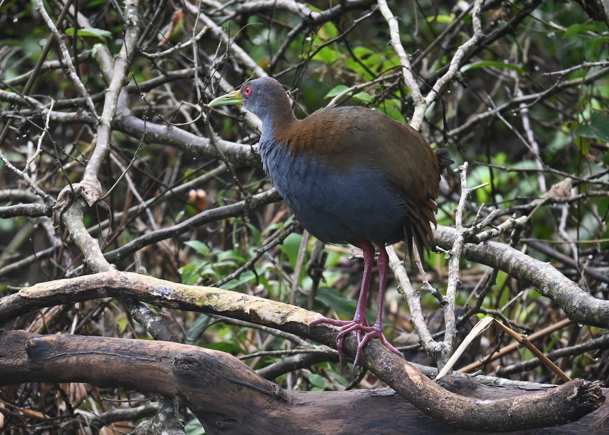 Slaty-breasted Wood-Rail - ML618473702