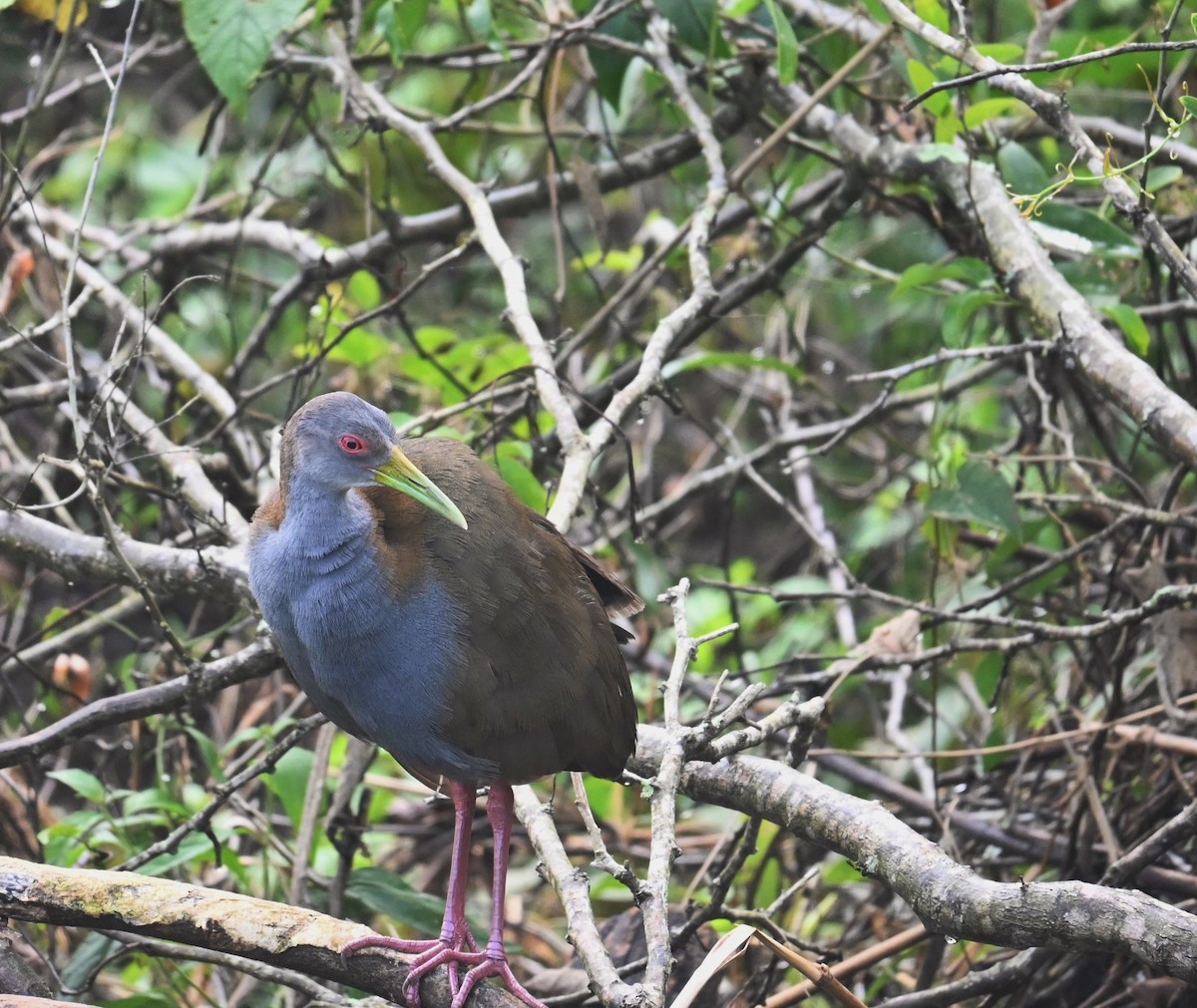 Slaty-breasted Wood-Rail - ML618473703