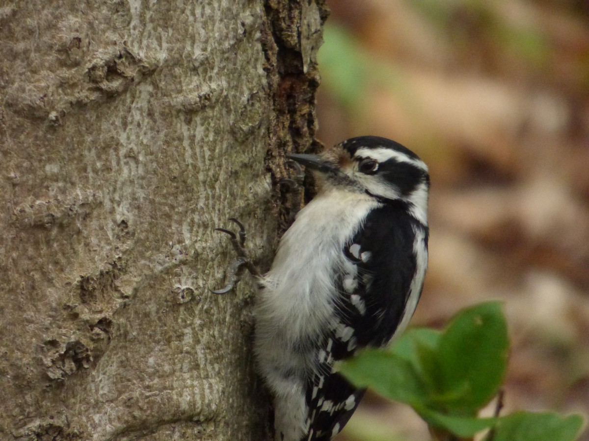 Downy Woodpecker - ML618473713