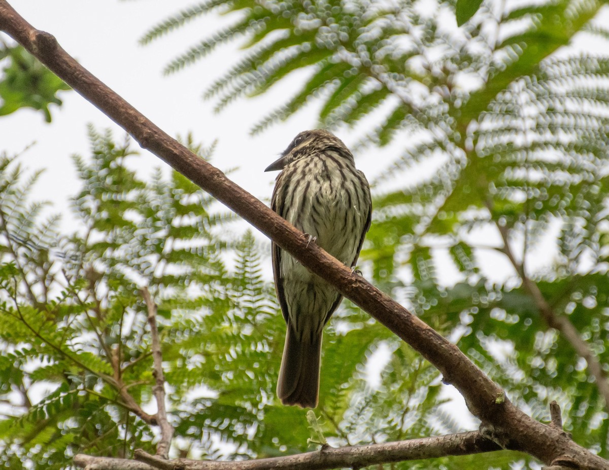 Streaked Flycatcher - Andrea Salas