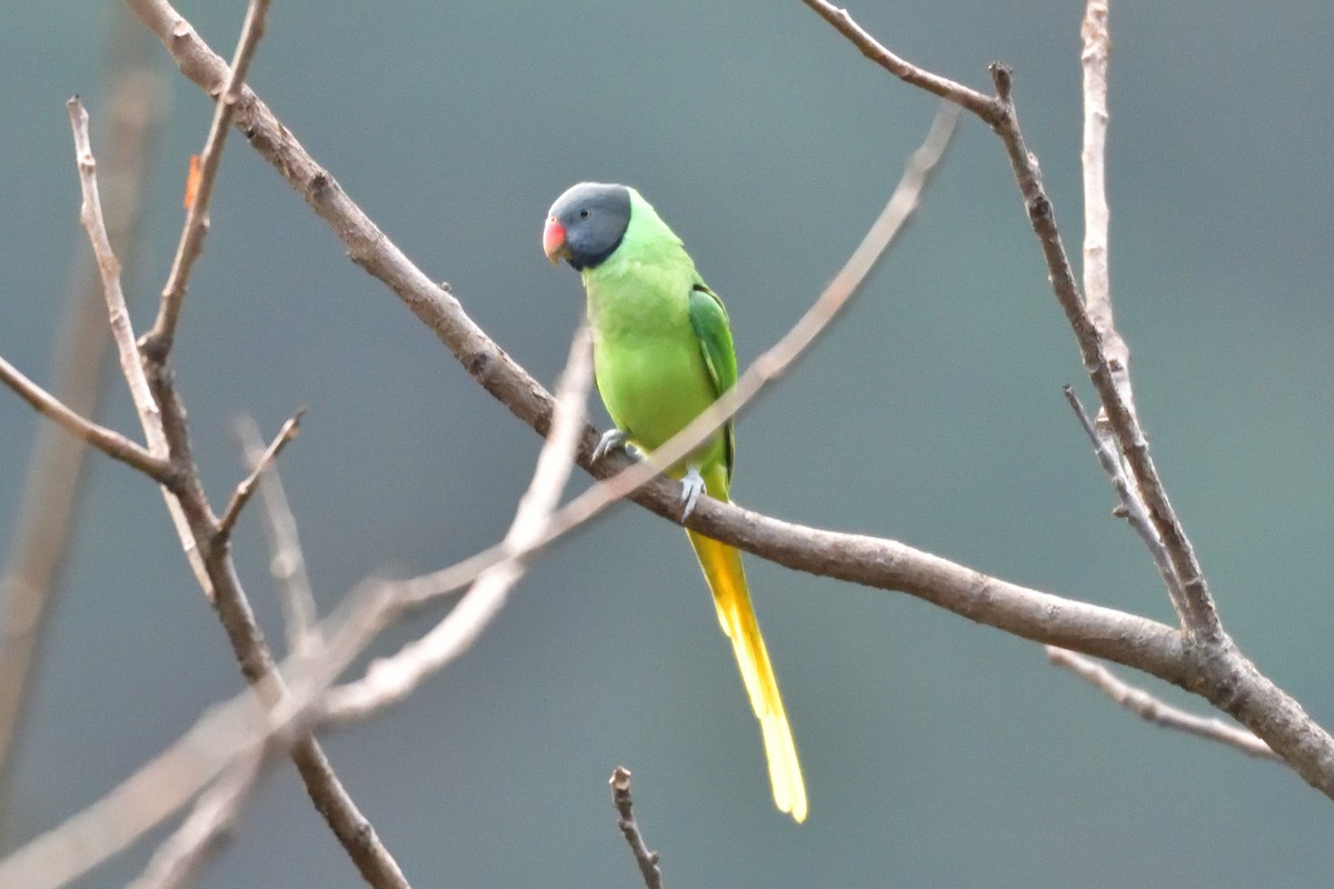 Slaty-headed Parakeet - ML618473740