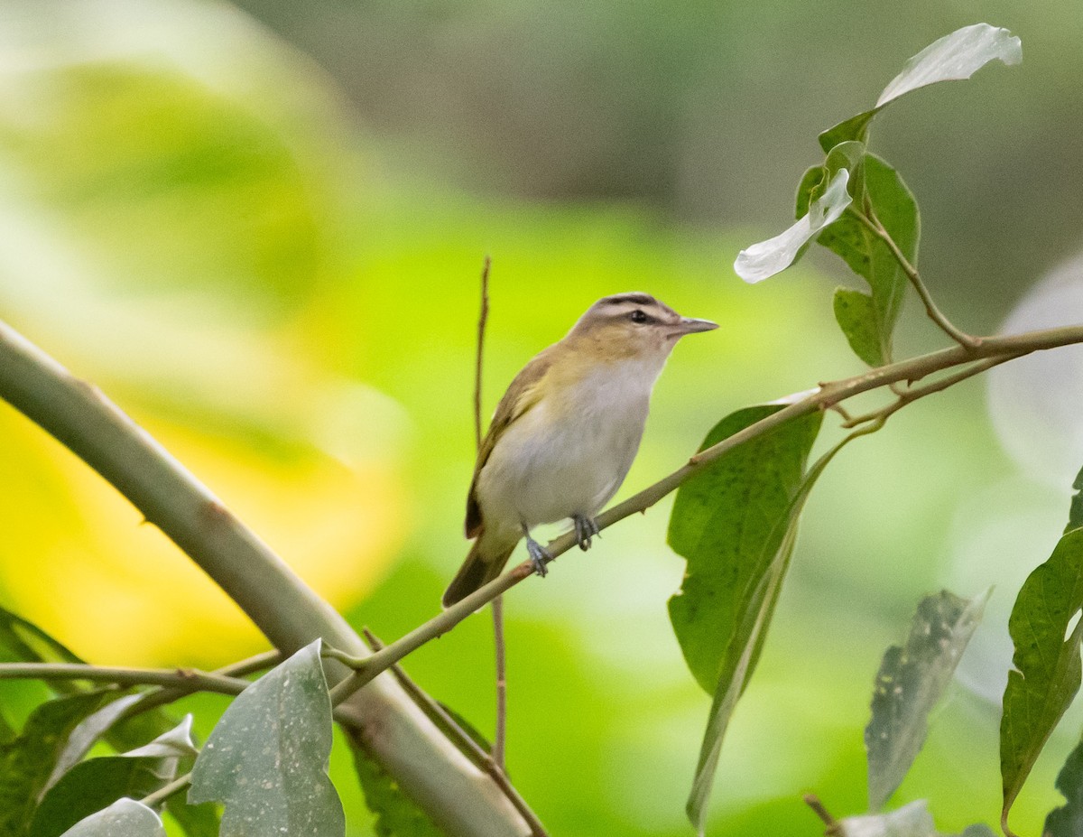 Vireo Chiví - ML618473748