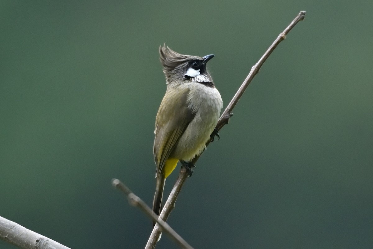 Himalayan Bulbul - ML618473753