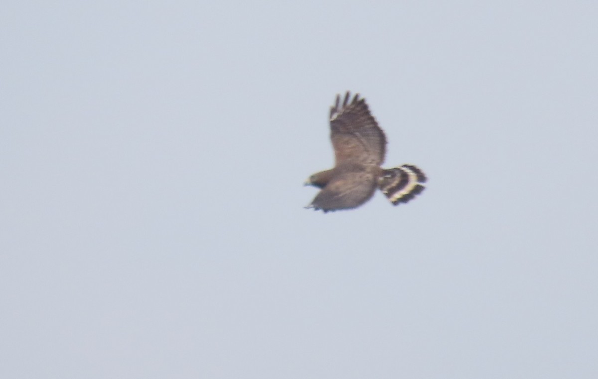 Broad-winged Hawk - Oliver  Komar