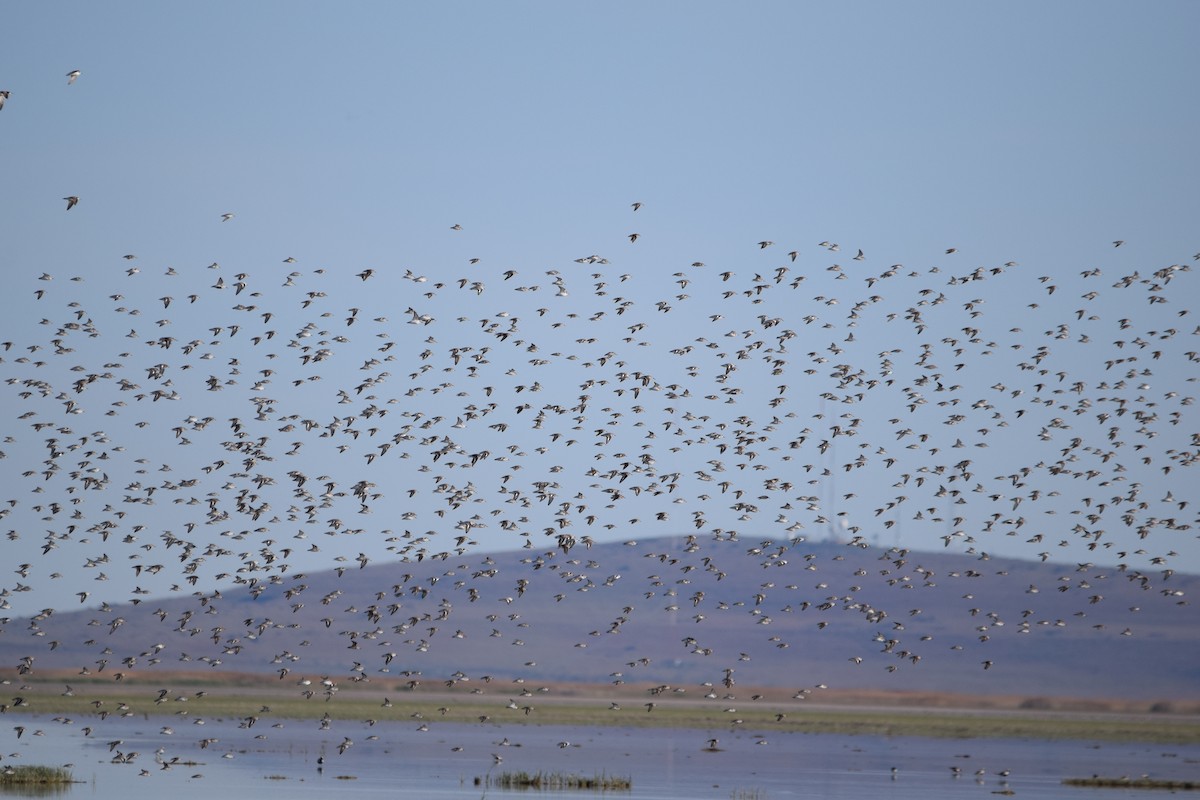 Baird's Sandpiper - ML618473797