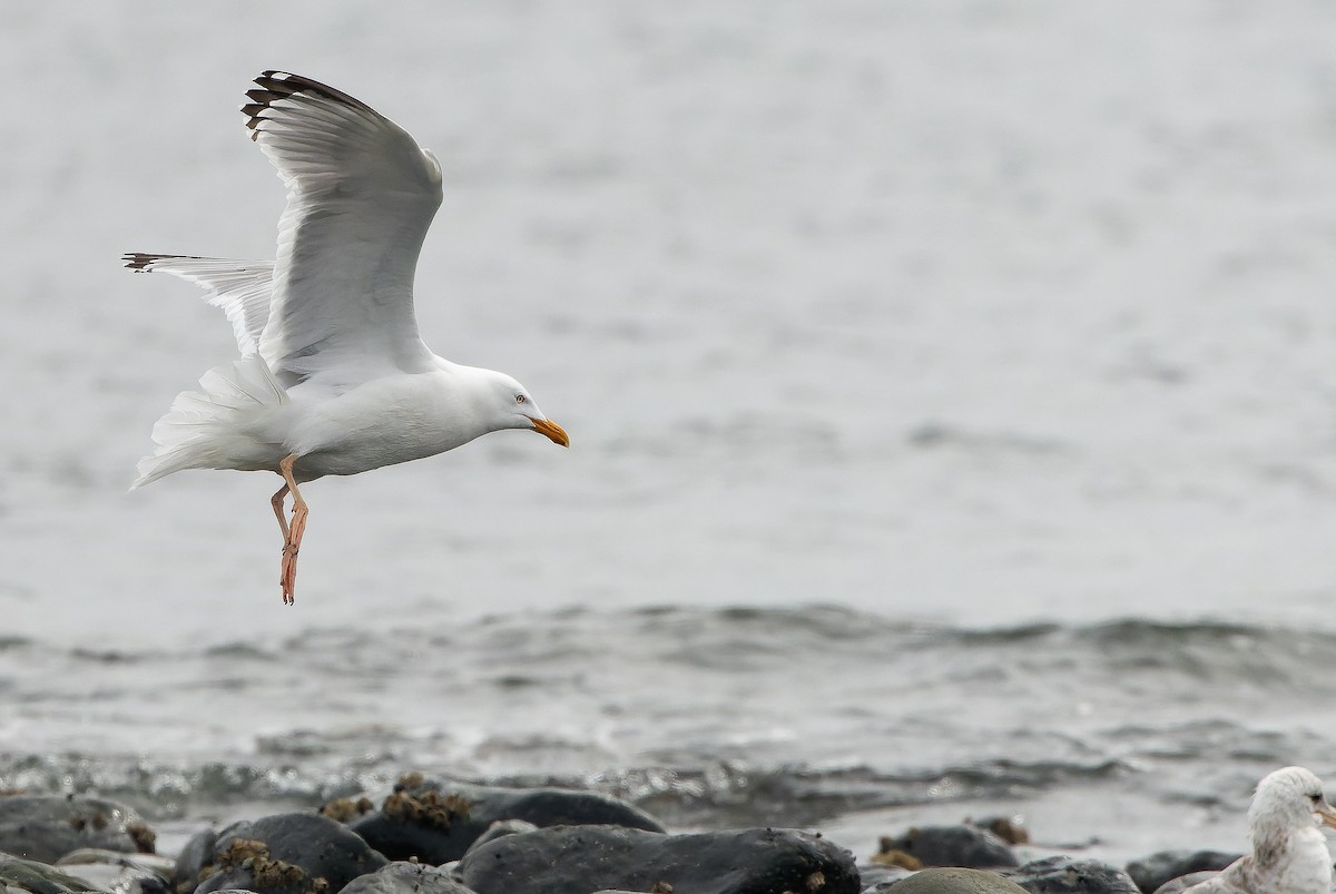 Herring Gull (American) - ML618473804