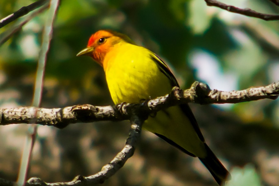 Western Tanager - ML618473811