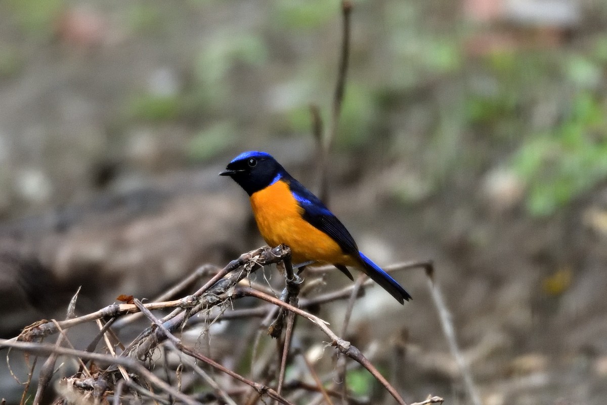 Rufous-bellied Niltava - ML618473814