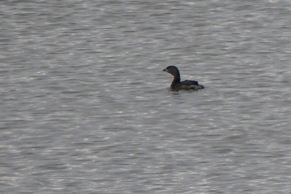 Pied-billed Grebe - ML618473840