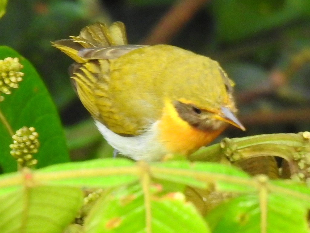 Guira Tanager - Justin Harris